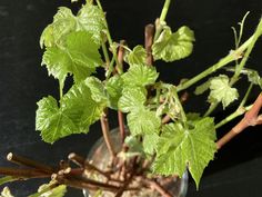 a glass vase filled with green leaves on top of a black countertop next to a plant