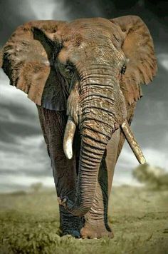 an elephant with tusks standing in the middle of a grassy area under a cloudy sky