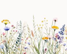 watercolor painting of wildflowers and grasses against a white background