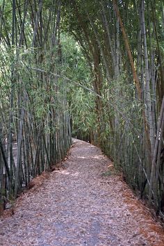 the path is lined with tall bamboo trees