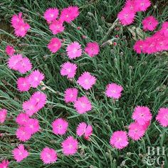 some pink flowers are growing in the grass