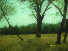 an image of trees and grass in the woods