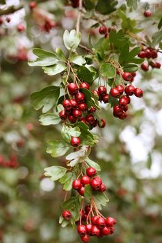 berries hanging from a tree with green leaves