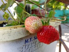 two strawberries sitting on top of a potted plant