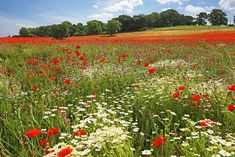 a field full of red and white flowers