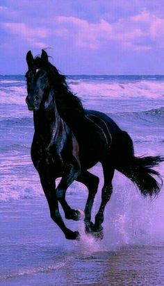 a black horse is running on the beach