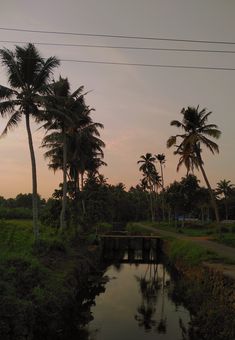 palm trees are reflected in the water near a small canal at sunset or dawn with power lines overhead