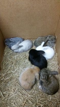 four rabbits in a cardboard box with hay