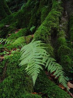 green moss growing on the side of a tree trunk in a forest filled with leaves