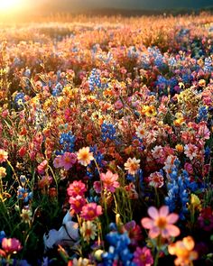 a field full of colorful flowers with the sun in the background