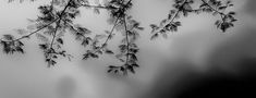 black and white photograph of tree branches in the fog