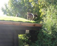 a cow standing on top of a green roof