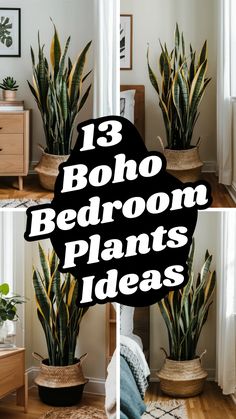 three photos of plants in pots with the words 13 boho bedroom plants ideas