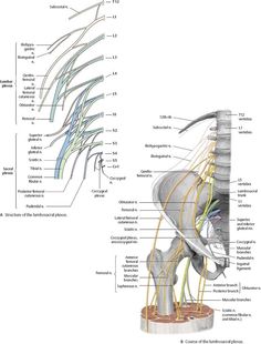 the anatomy of the human neck and shoulder