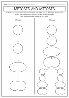 the worksheet for making an animal's life cycle