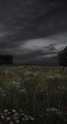 a field full of flowers under a dark sky with clouds in the backgroud