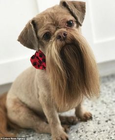 the small dog is wearing a red bandanna around it's neck and ears