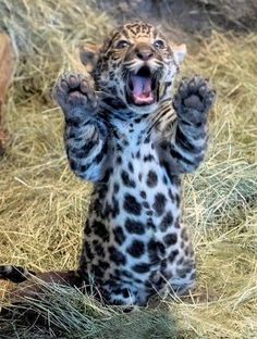 a baby leopard standing on its hind legs with it's mouth open and paws in the air