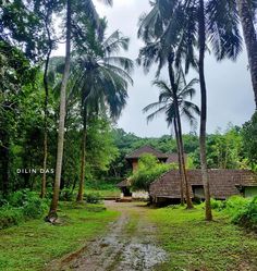 a dirt road surrounded by palm trees in front of a small hut with a roof