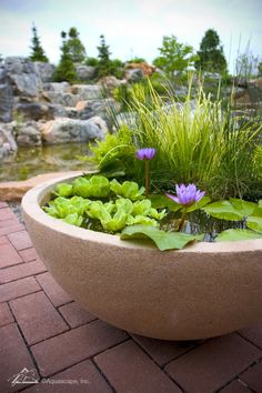 a planter filled with water lilies and grass