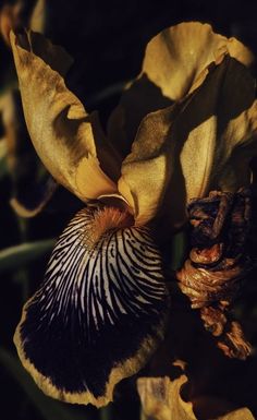 an image of a flower that is blooming