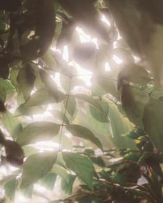 sunlight shining through the leaves of a tree