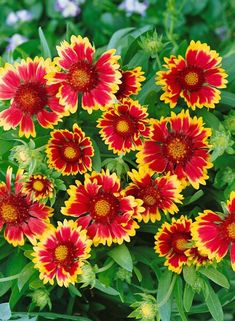 red and yellow flowers with green leaves in the background