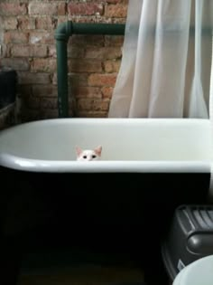 a white cat is sitting in the bathtub