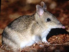 a small rodent sitting on the ground with it's mouth open and tongue out