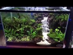 an aquarium filled with water and plants