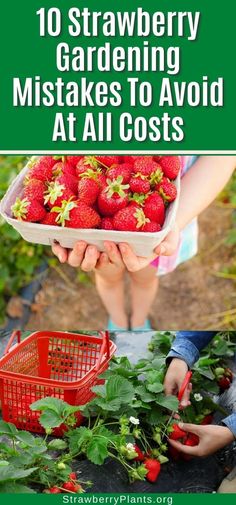 strawberries are growing in the garden with text overlay that reads 10 strawberry gardening mistakes to avoid at all costs