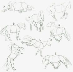 how to draw horses step by step