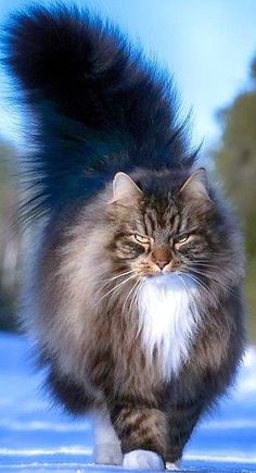 a fluffy cat is walking in the snow with it's tail up and eyes wide open