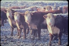 a herd of cattle standing next to each other on a field covered in snow and frost