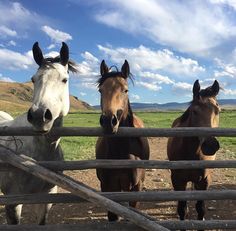 three horses standing behind a wooden fence on a sunny day with blue sky and clouds in the background