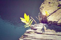 a tree branch is growing out of the rocks next to the water's edge