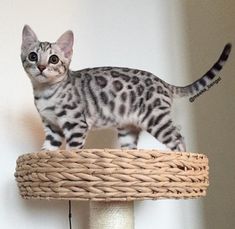 a small cat standing on top of a scratching post next to a white wall and rope