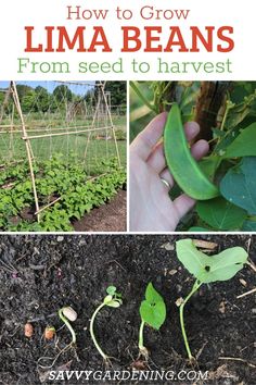 how to grow lima beans from seed to harvest