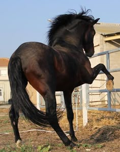 a black horse standing on its hind legs