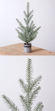 two images of a small pine tree in a pot on top of a wooden table