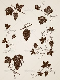 grapes and vines on a white background with an old - fashioned style design in brown