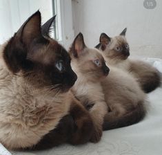 two siamese cats laying on a bed looking at the camera with their eyes wide open