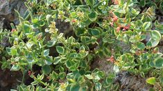 small green plants growing on the side of a rocky cliff with rocks in the background