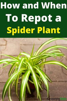 Spider Plant Inside House Plants, Plant Repotting, Airplane Plant, Landscaping Design Ideas, Outside Plants, Small Indoor Plants, Household Plants, Plant Care Houseplant