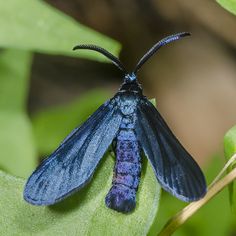 a blue insect sitting on top of a green leaf