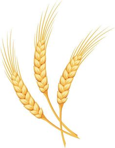 two stalks of wheat are shown on a white background, one is yellow and the other is brown