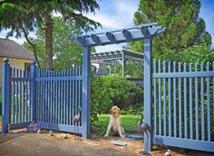 a dog sitting in the middle of a yard with birds around it and a blue fence