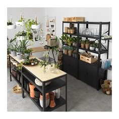 a room filled with lots of plants and potted plants on top of wooden shelves