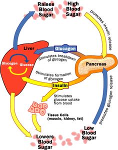 diagram of the human body and its major structures including blood, sugar, livers, pancretam, bronchles, stomach