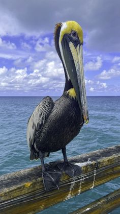 a pelican sitting on the end of a wooden pier next to the ocean